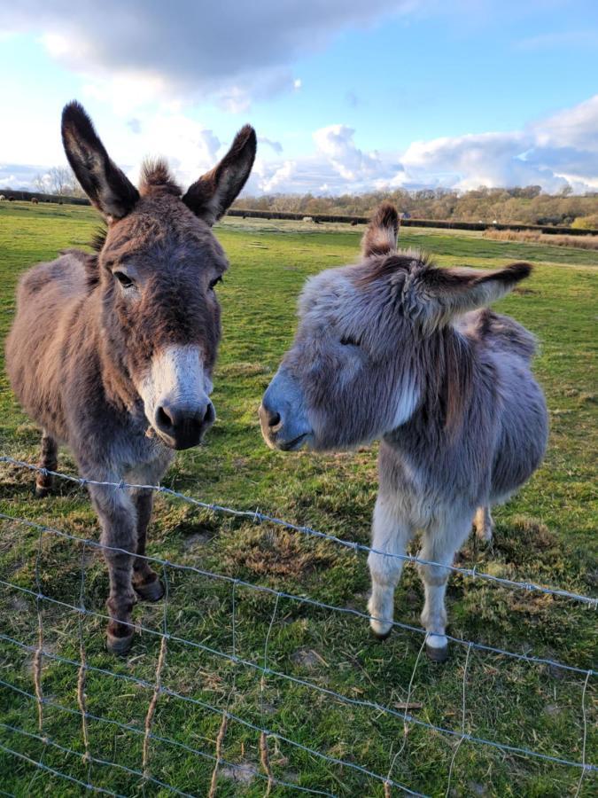 Budget Stay, In Lovely Private Setting With Rustic Charm, Log Burner, Fire Pit, Campers Kitchen & Eco Loo No Bedding Supplied Narberth Esterno foto